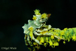Zeno Crab on Whip Coral, Nikon D200, 105mm Macro by Nigel Wade 